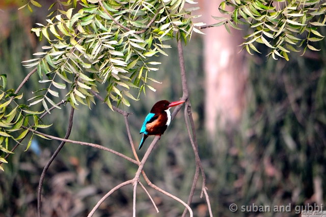 White Breasted Kingfisher